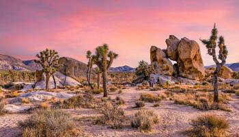 Joshua Tree National Park photo