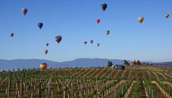 Temecula Wine & Balloon Festival photo
